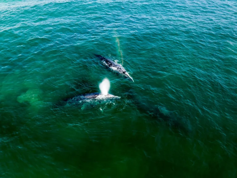 Vista aérea de una ballena gris soplando en aguas verdes