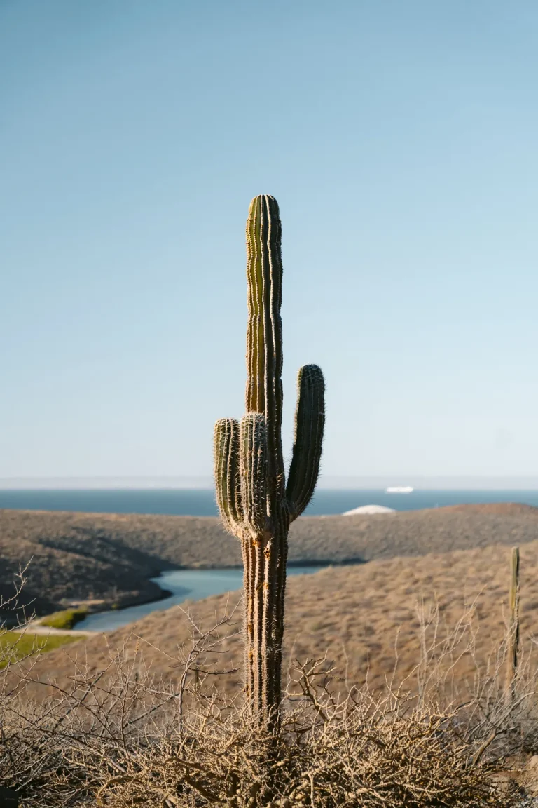 Cactus cardón en una ladera seca con el mar al fondo en Baja California