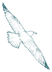 Ilustración lineal de una gaviota volando con las alas abiertas